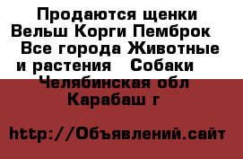 Продаются щенки Вельш Корги Пемброк  - Все города Животные и растения » Собаки   . Челябинская обл.,Карабаш г.